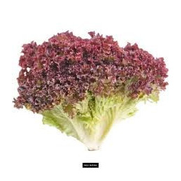 Salotos LOLLO ROSSO, 1 vnt.