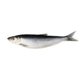 Sūdytos atlantinės silkės su galva 350+, 1 kg
